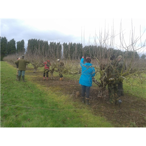 Pruning Fruit Workshop 6th February 2025